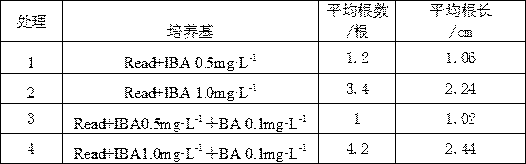 A tissue culture method for Rhododendron jinggangshanicum Tam