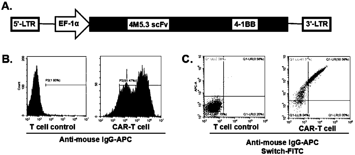Connection arm for controlling activation/inhibition of chimeric antigen receptor T cell and application of connection arm