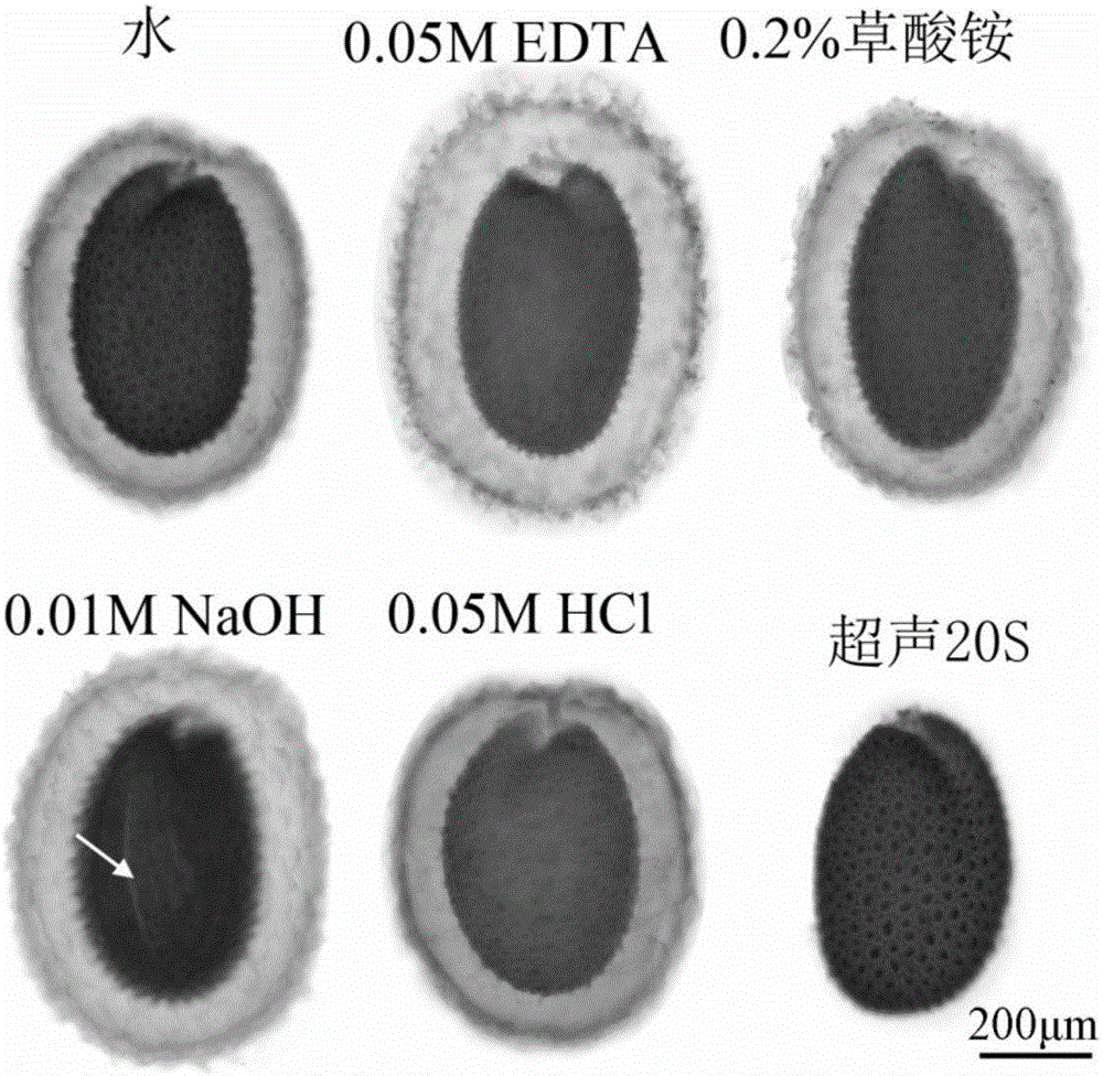 A method for efficiently extracting the inner mucus layer of Arabidopsis thaliana