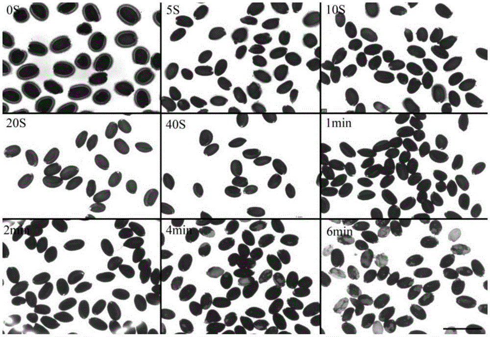 A method for efficiently extracting the inner mucus layer of Arabidopsis thaliana