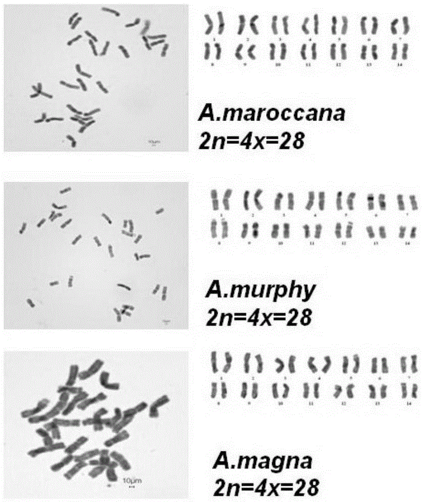 A method for rapid identification of chromosomal ploidy in Avena plants and its application