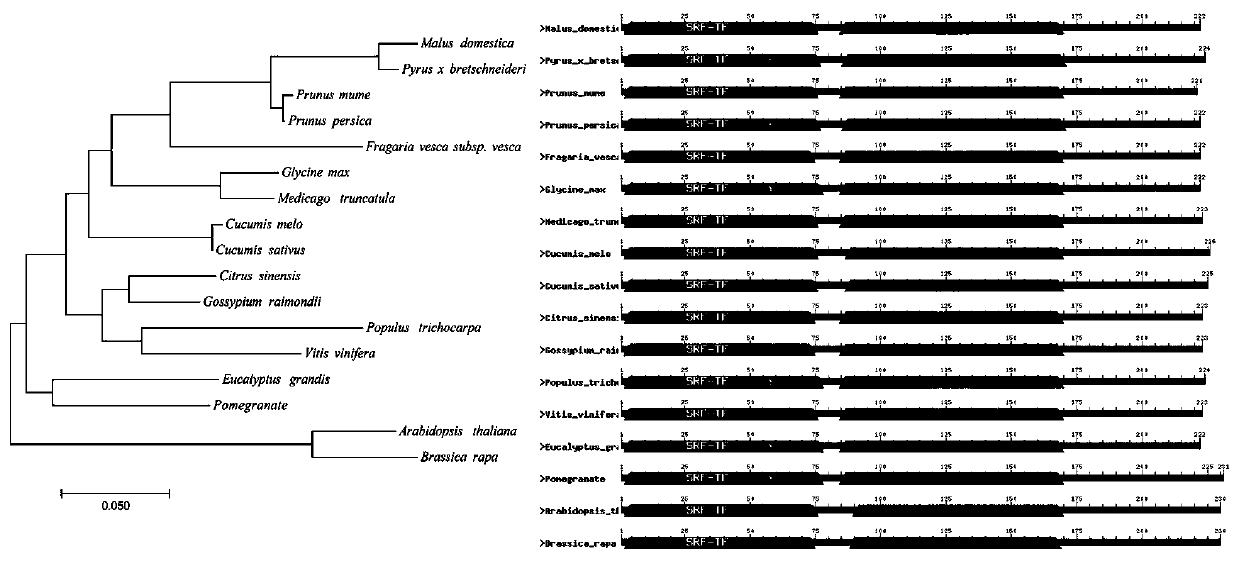 The pgag gene regulating pomegranate flower ovule development and its use