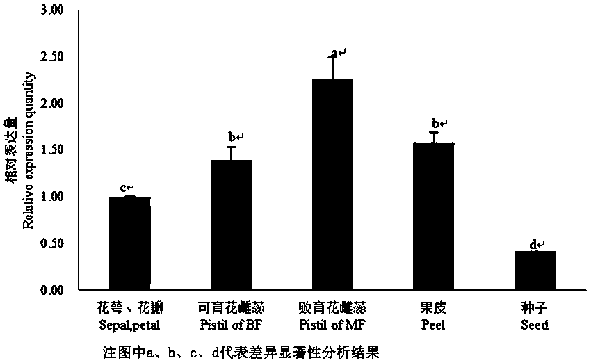 The pgag gene regulating pomegranate flower ovule development and its use