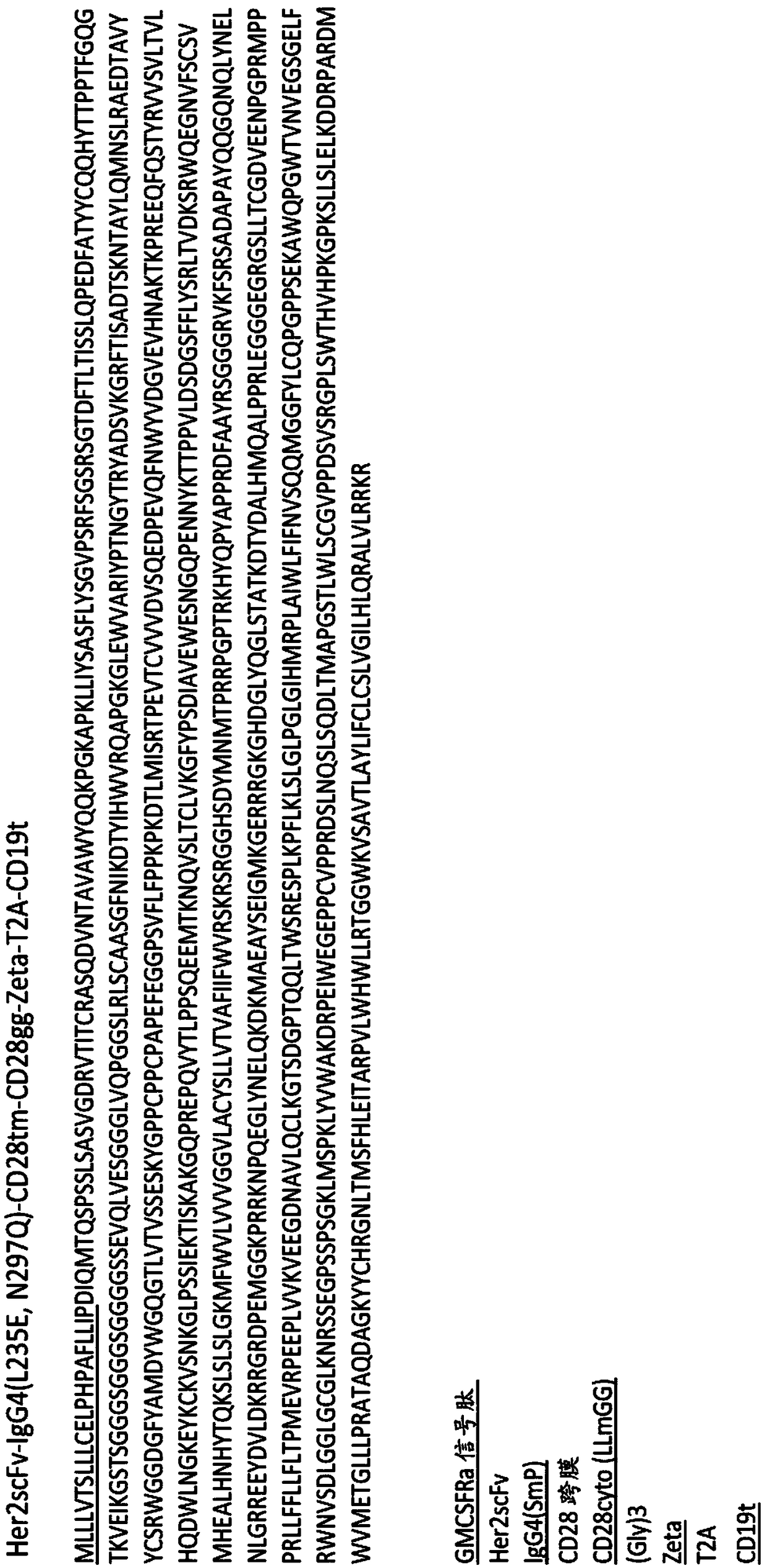 Chimeric antigen receptors targeting her2