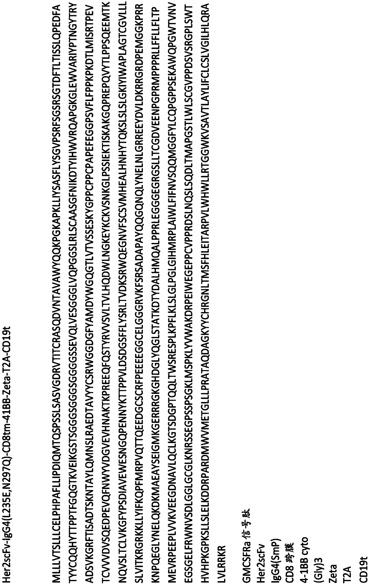 Chimeric antigen receptors targeting her2