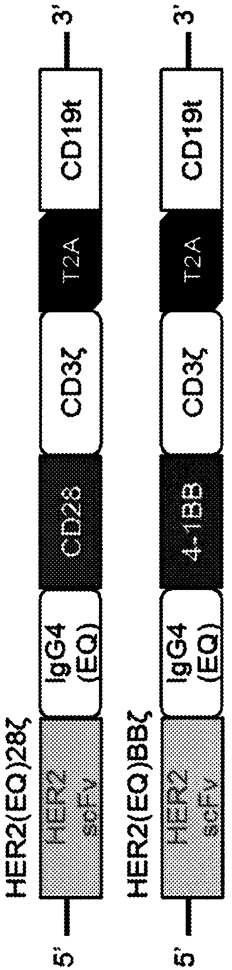 Chimeric antigen receptors targeting her2