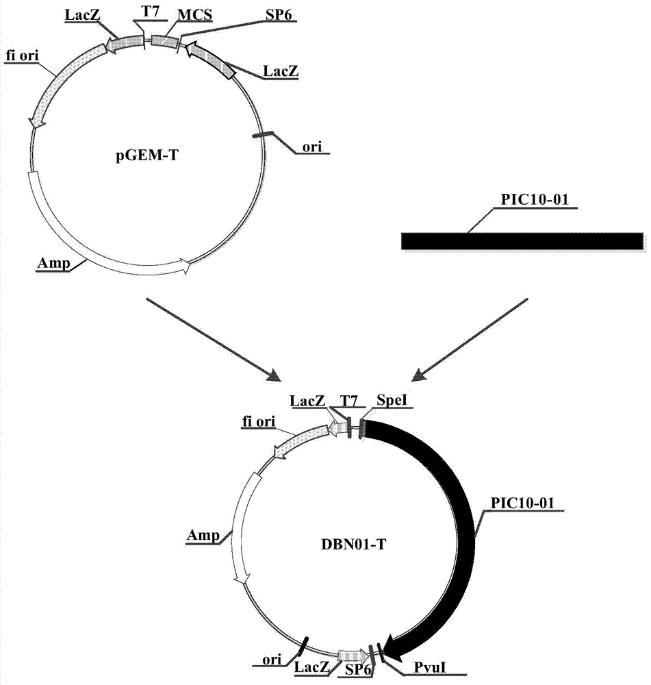 Insecticidal protein, and encoding gene and use thereof