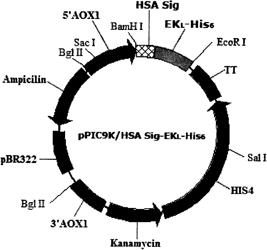 Method for preparing recombinant bovine enterokinase catalytic subunit