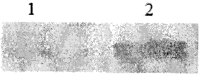 Method for preparing recombinant bovine enterokinase catalytic subunit