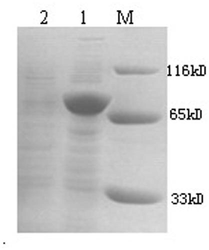 Recombinant CHO cell strain capable of stably expressing GPC3 and application thereof