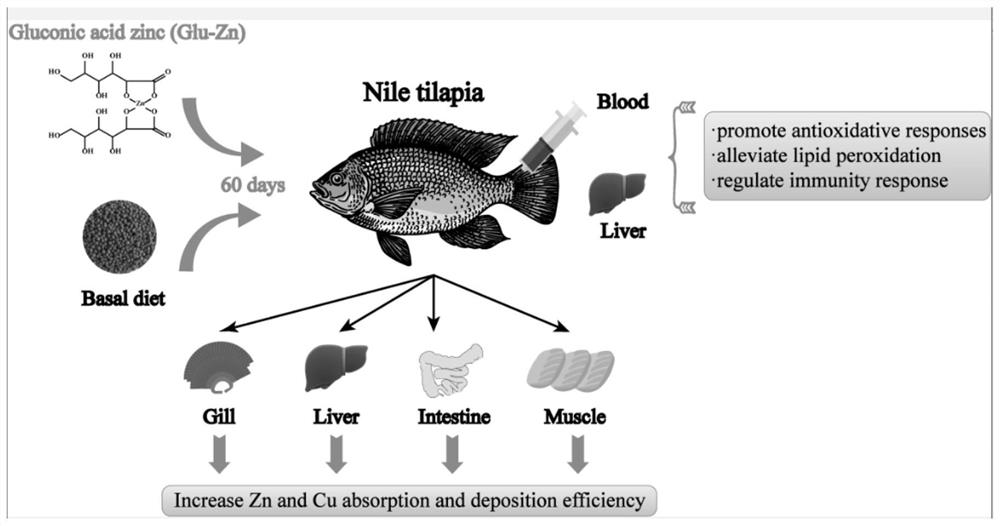 Preparation of zinc gluconate and application of zinc gluconate to freshwater fish growth performance, tissue mineralization, oxidation resistance and immune response