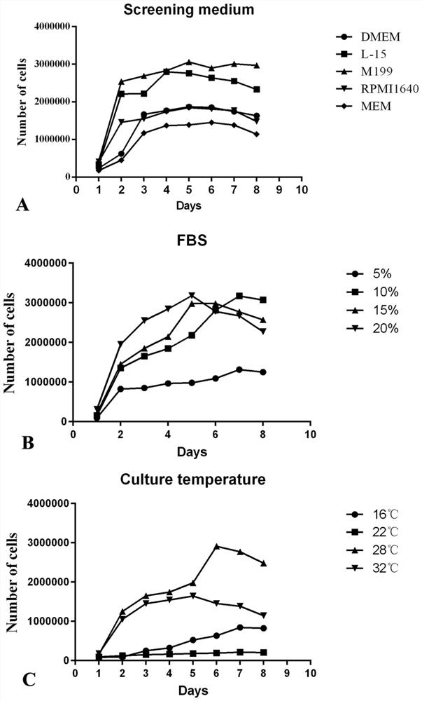 Micropterus salmoides myocardial fibroblast cell line and application