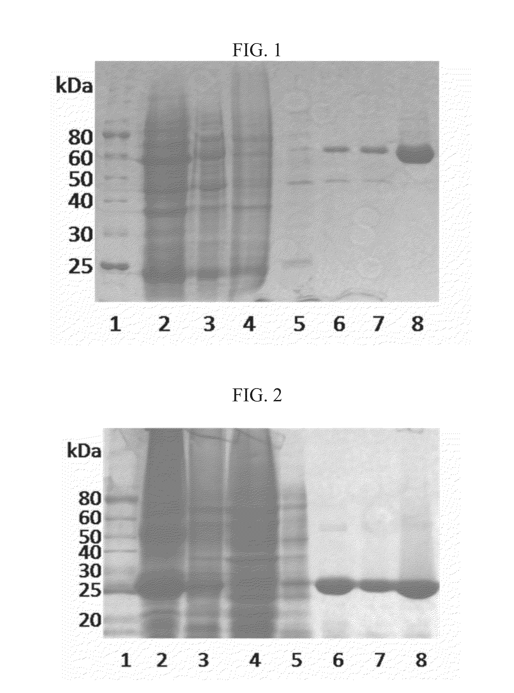 Halogenation enzymes