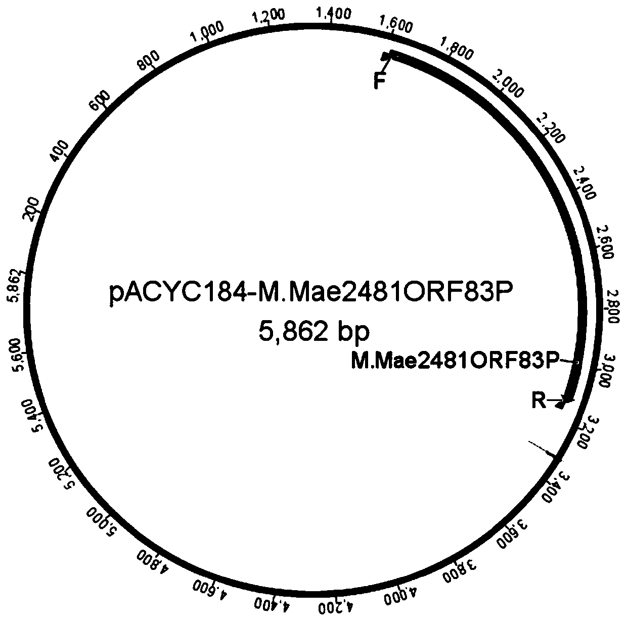 Methylation protected host bacterium and construction method and application thereof