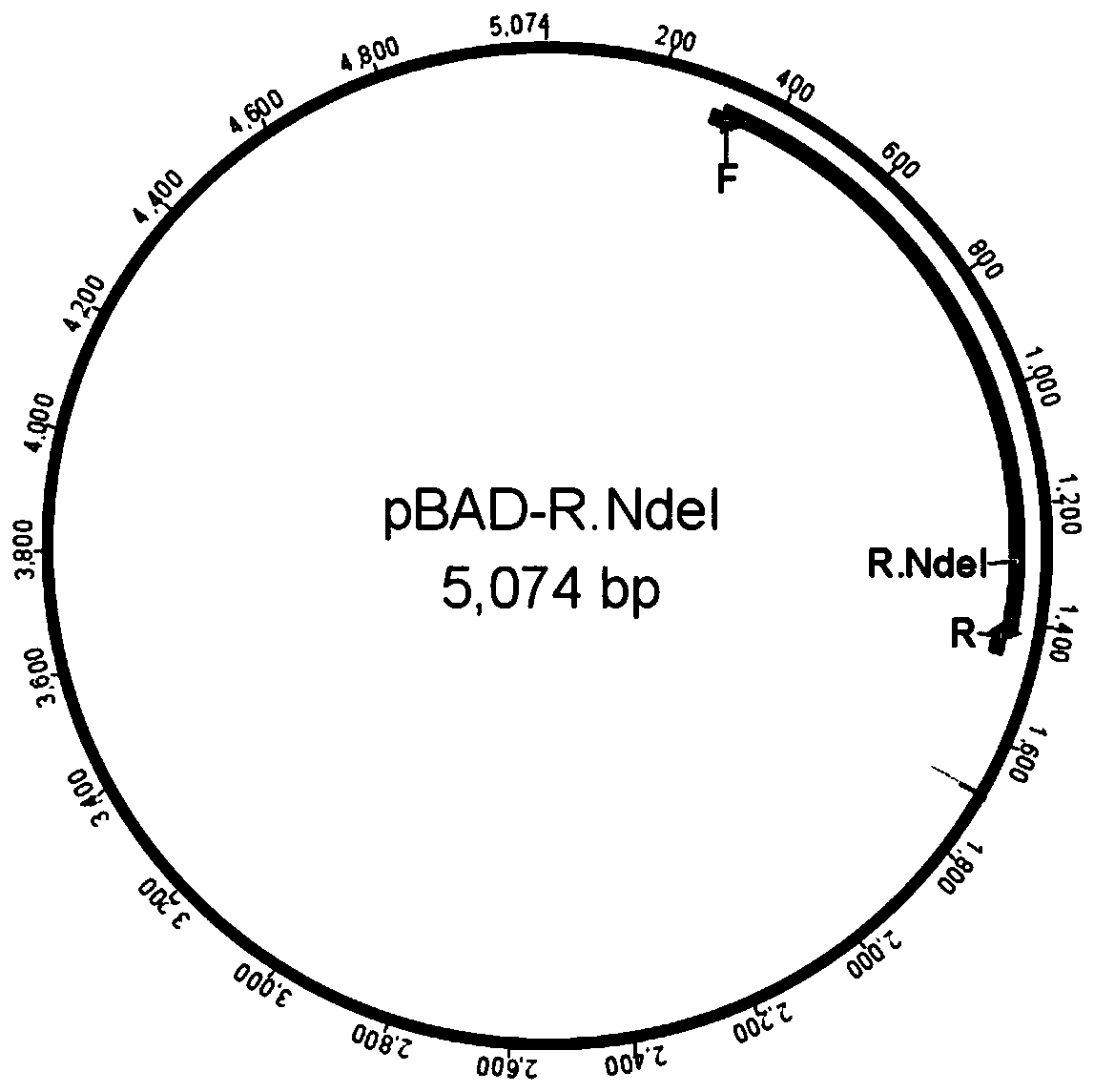 Methylation protected host bacterium and construction method and application thereof