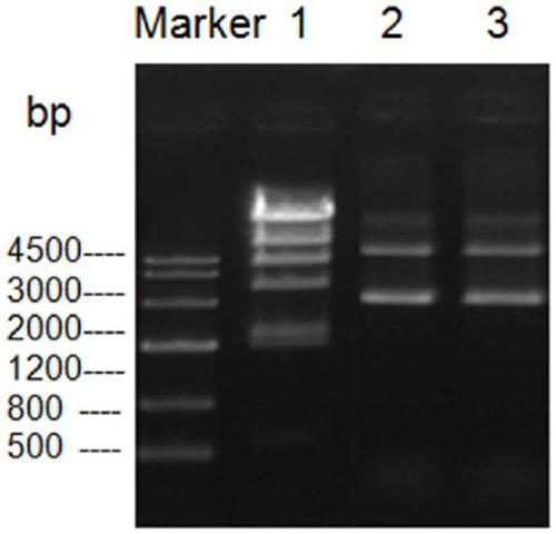 Methylation protected host bacterium and construction method and application thereof