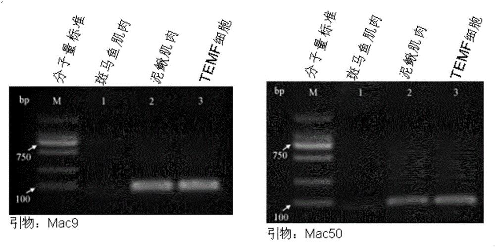 Tetraploid loach fin cell line temf and its establishment method