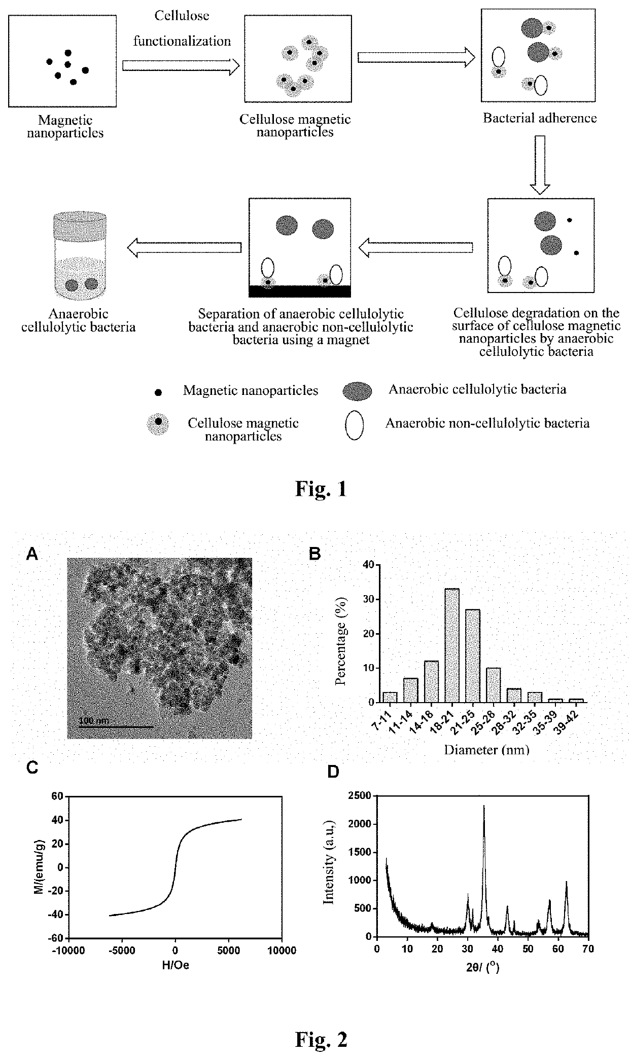 Method for enriching and separating anaerobic fiber-degrading bacterium on the basis of cellulosic magnetic nanoparticles