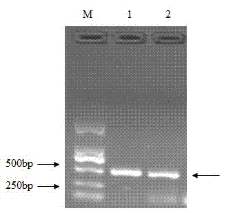 Citrus fruit fly odorant binding protein-based attractant screening method