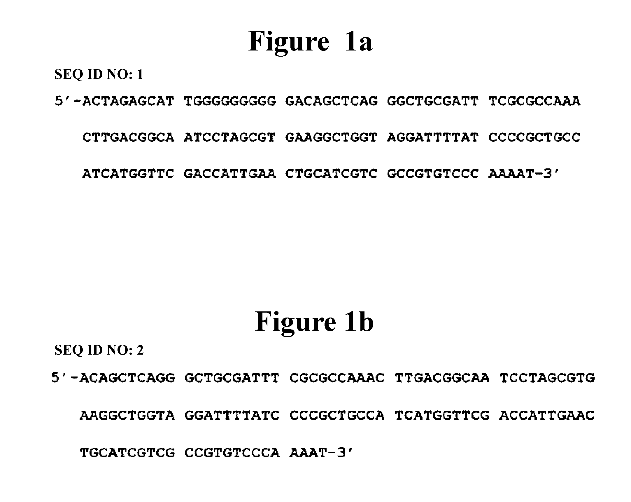 Recombinant expression vector for animal cell