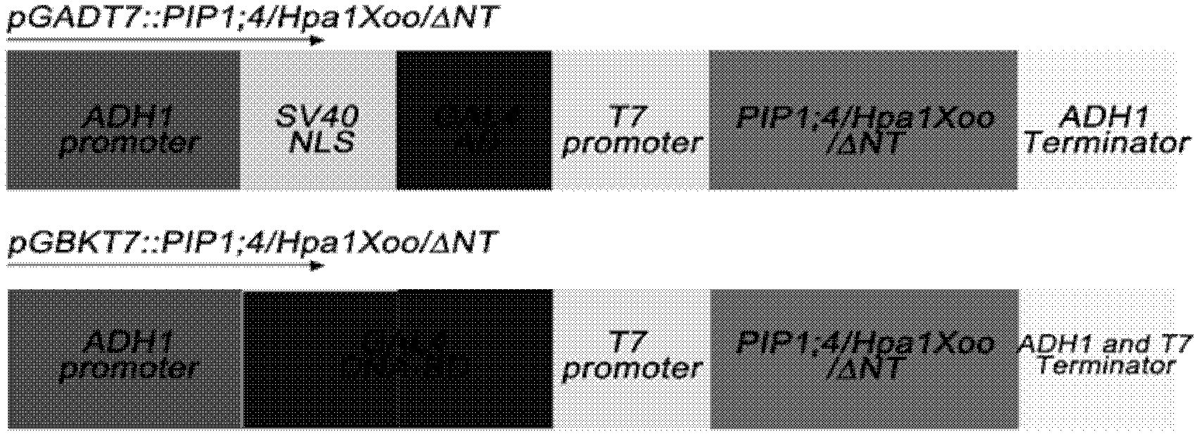 Application of aquaporin gene in construction of interaction carrier capable of interacting with Hpa1Xoo