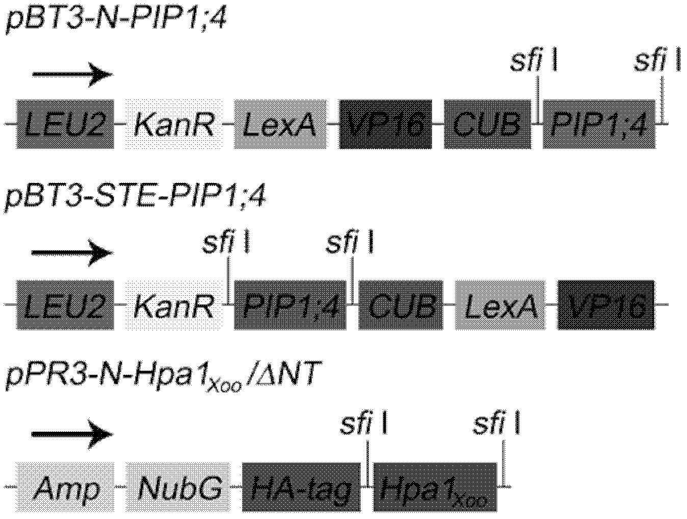 Application of aquaporin gene in construction of interaction carrier capable of interacting with Hpa1Xoo