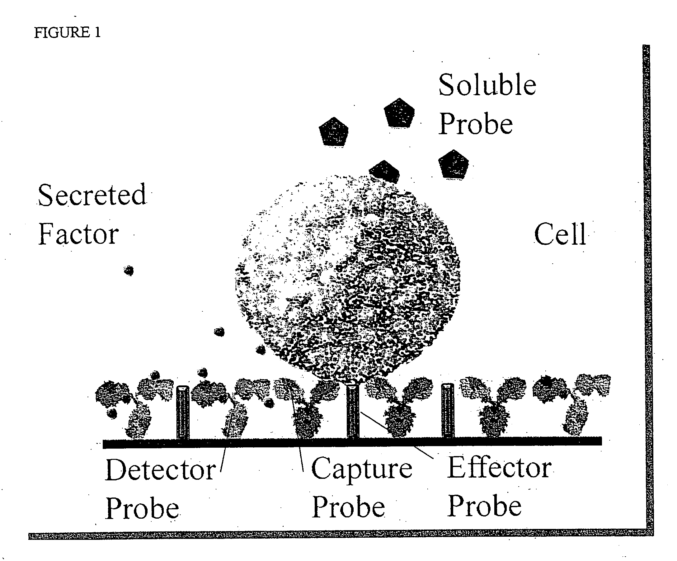 Molecular and functional profiling using a cellular microarray