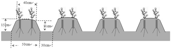 Dry land scutellaria baicalensis three-year-two-harvest planting method