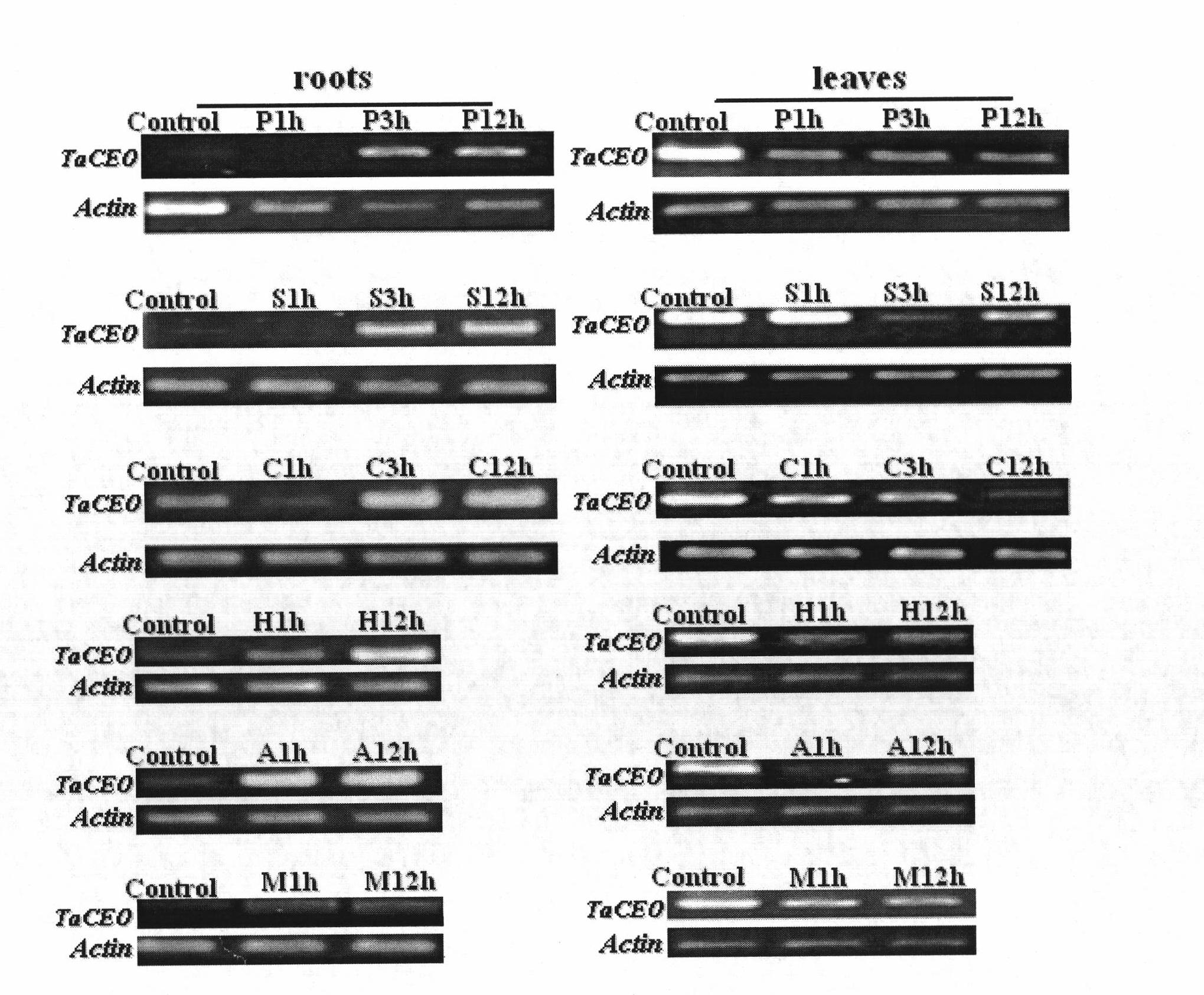 Wheat response abiological stress resistance gene TaCEO and application thereof