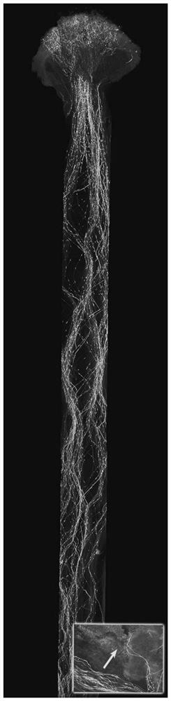 An Efficient and High-Definition Fluorescence Microscopy Method for Observing the Growth of Plant Pollen Tubes in the Pistil