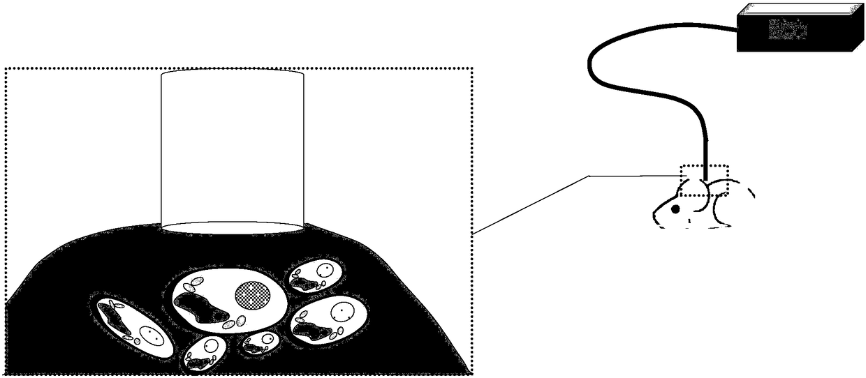 Preparation and application method of liquid fluorescent microspheres with cell tracking function