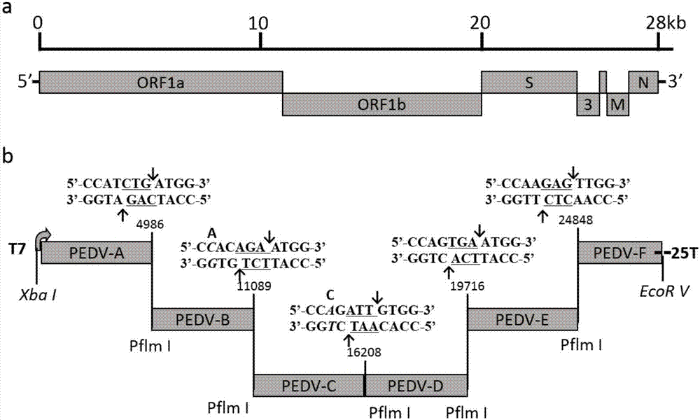 Method for constructing full-length infectious cDNA [complementary DNA (deoxyribonucleic acid)] of PEDV JS2008 (porcine epidemic diarrhea virus JS2008) strains and application of full-length infectious cDNA