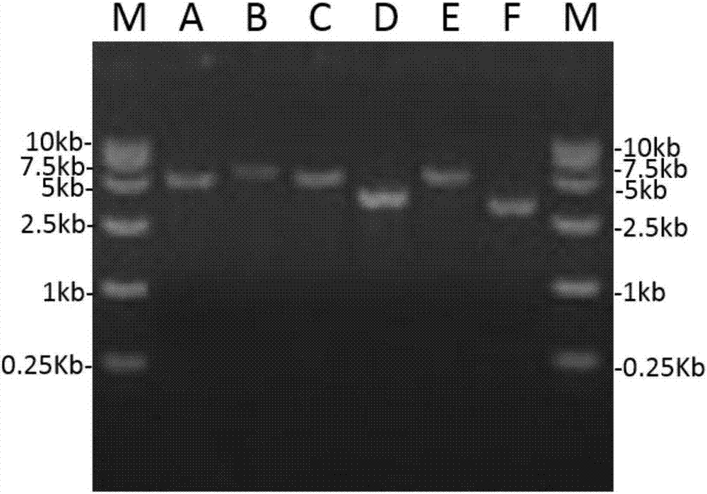 Method for constructing full-length infectious cDNA [complementary DNA (deoxyribonucleic acid)] of PEDV JS2008 (porcine epidemic diarrhea virus JS2008) strains and application of full-length infectious cDNA