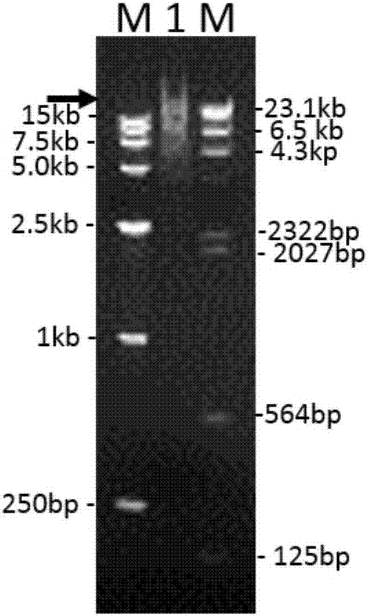 Method for constructing full-length infectious cDNA [complementary DNA (deoxyribonucleic acid)] of PEDV JS2008 (porcine epidemic diarrhea virus JS2008) strains and application of full-length infectious cDNA