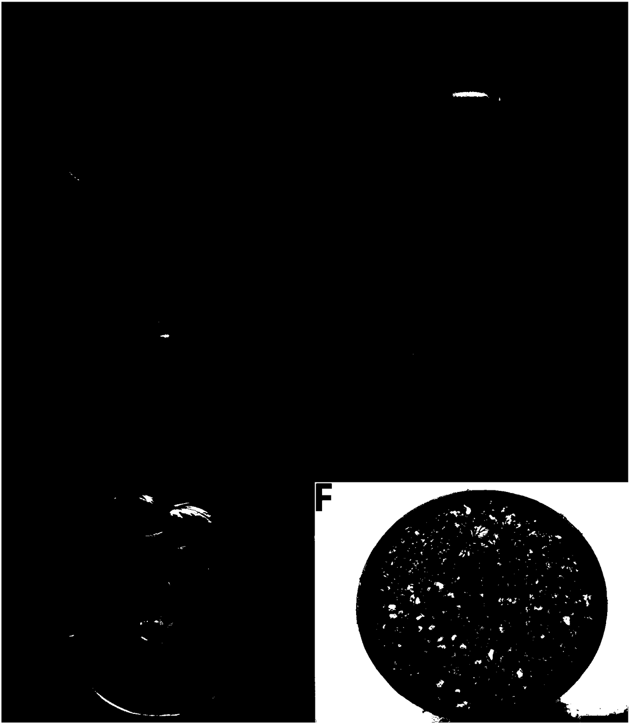 In-vitro generation method for direct adventitious shoots of clematis plants