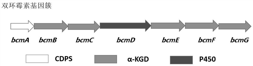 The function and application of oxidase in the biosynthesis of dicyclomycin