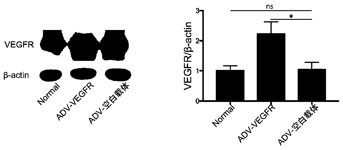 Construction method of eye disease animal model and application of construction method