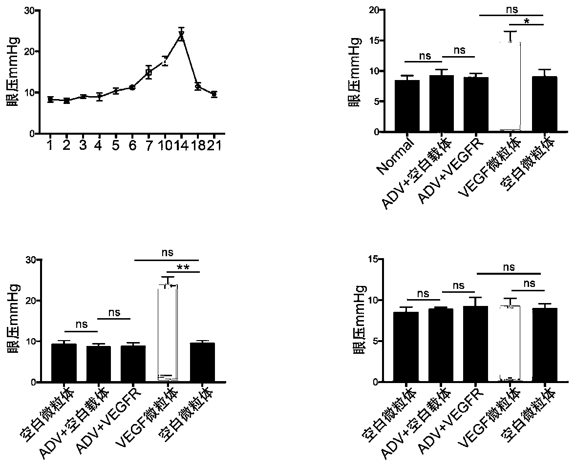 Construction method of eye disease animal model and application of construction method