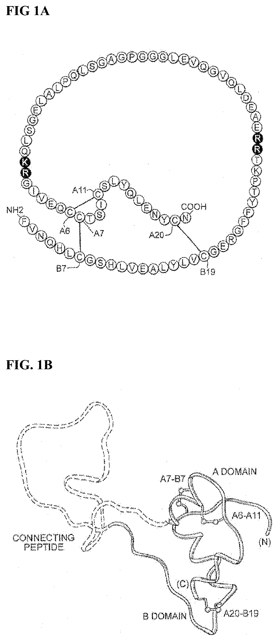 Insulin analogues with glucose regulated conformational switch