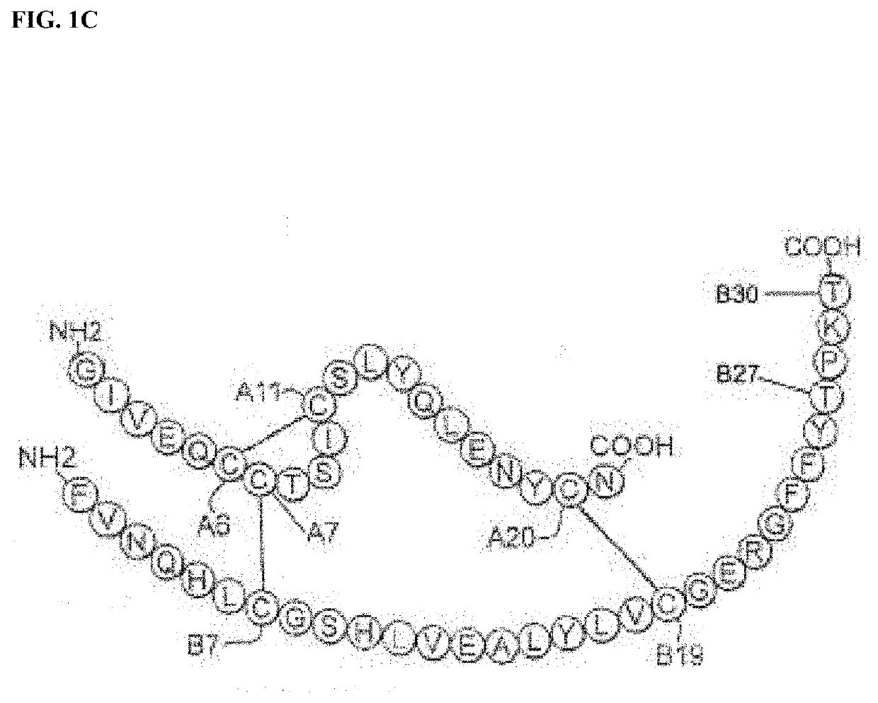 Insulin analogues with glucose regulated conformational switch