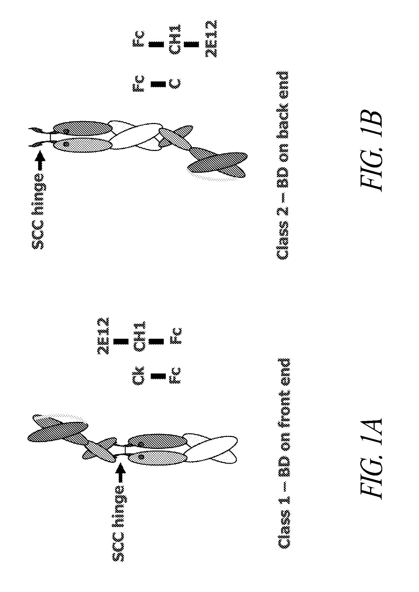 Polypeptide Heterodimers and Uses Thereof
