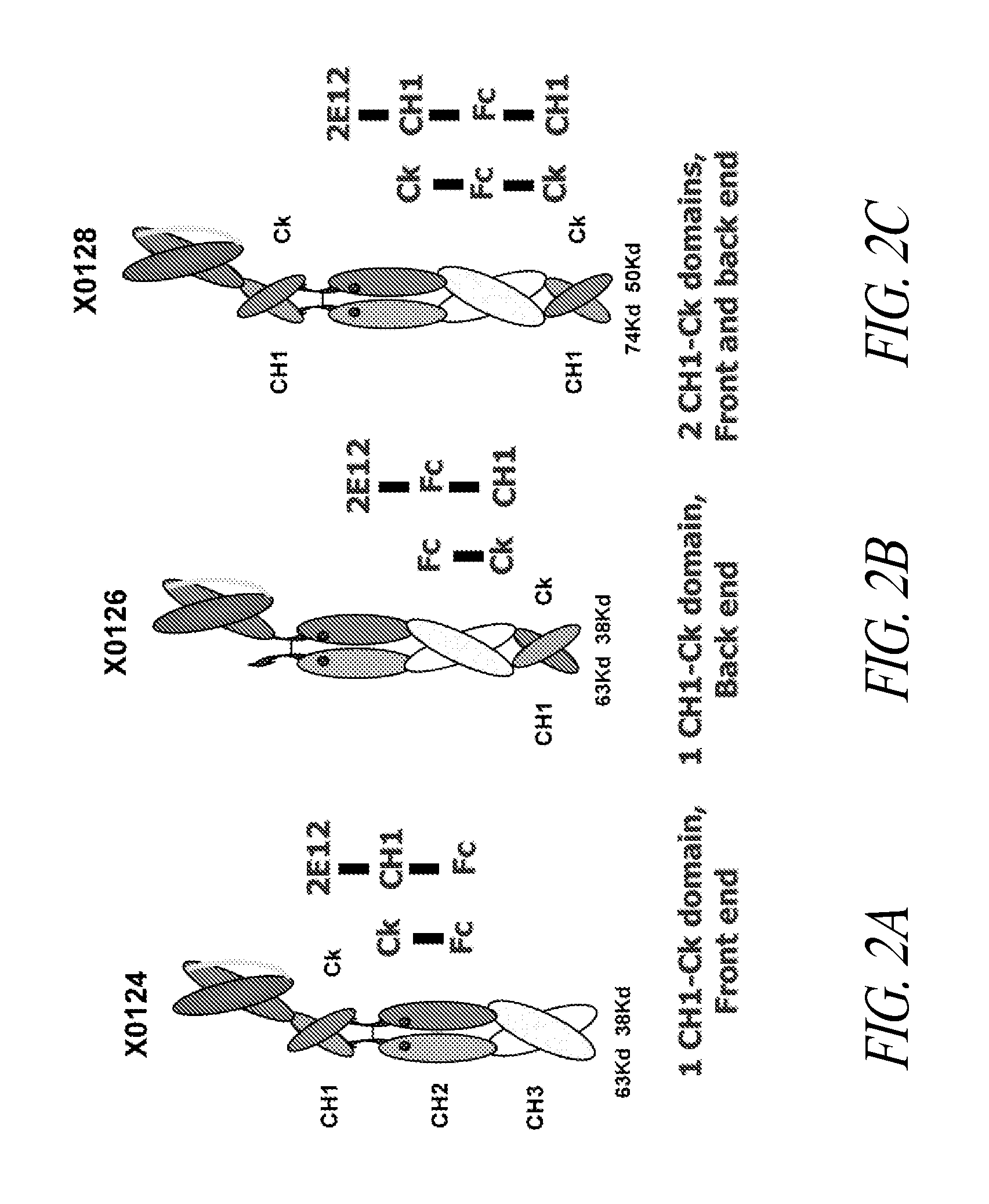Polypeptide Heterodimers and Uses Thereof