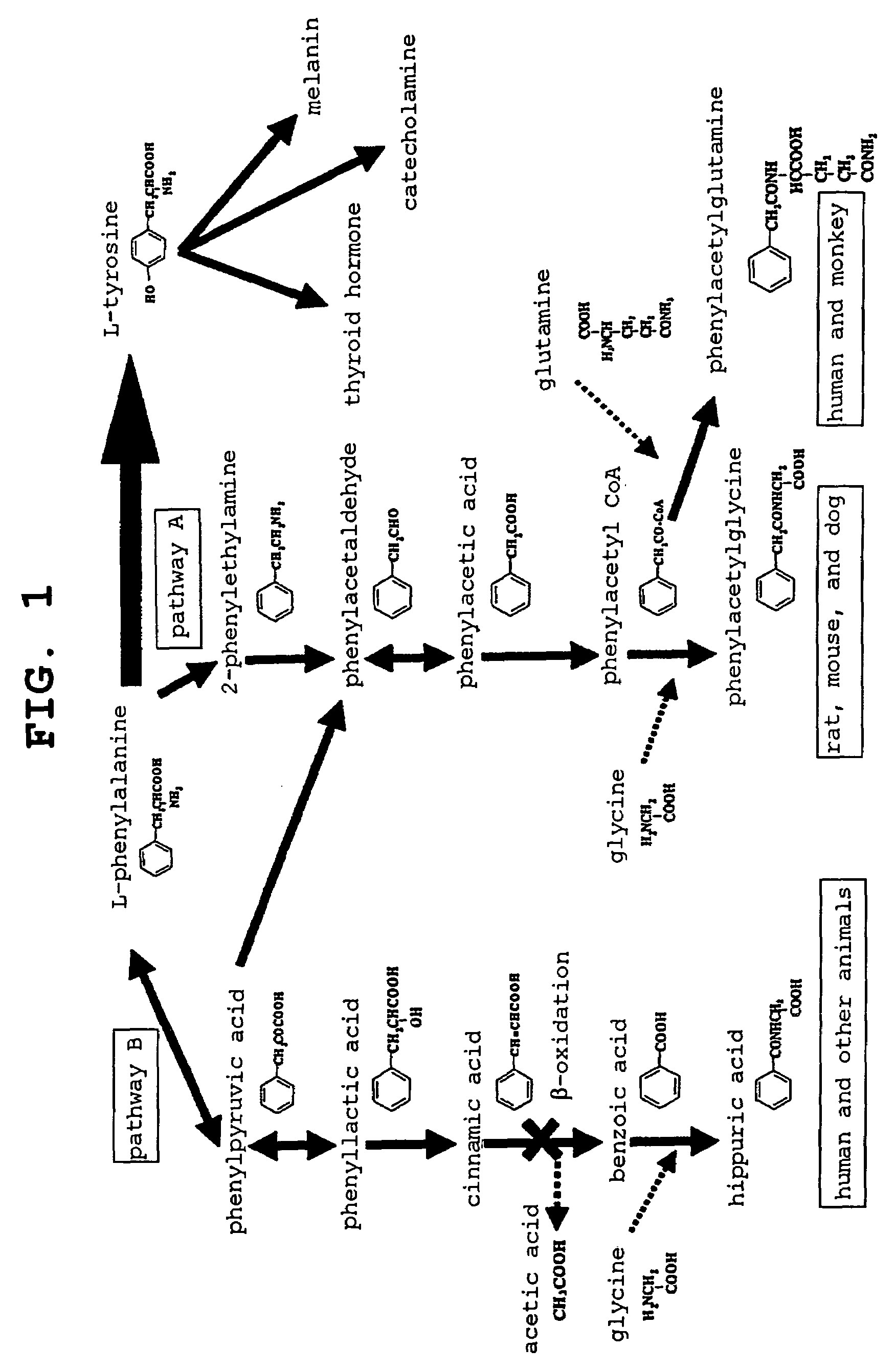 Prediction method for lipidosis