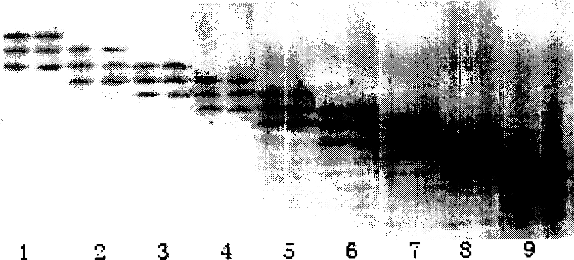 AFLP-STS primer for establishing wheat fingerprint and method for establishing wheat fingerprint by using SSR mark and AFLP-STS mark