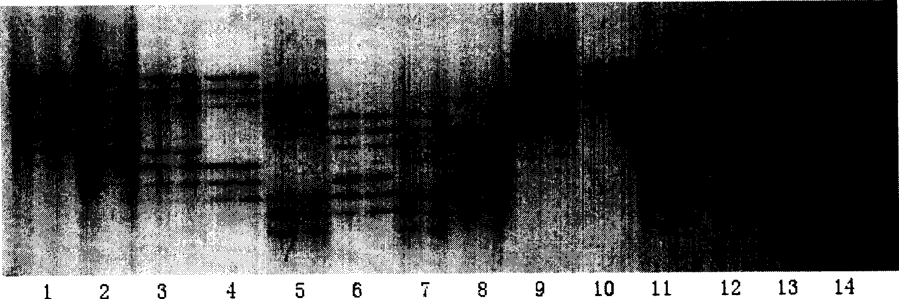 AFLP-STS primer for establishing wheat fingerprint and method for establishing wheat fingerprint by using SSR mark and AFLP-STS mark