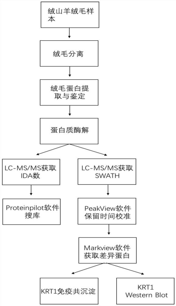 Cashmere protein marking method and peptide fragment sequence of differential expression protein of cashmere protein