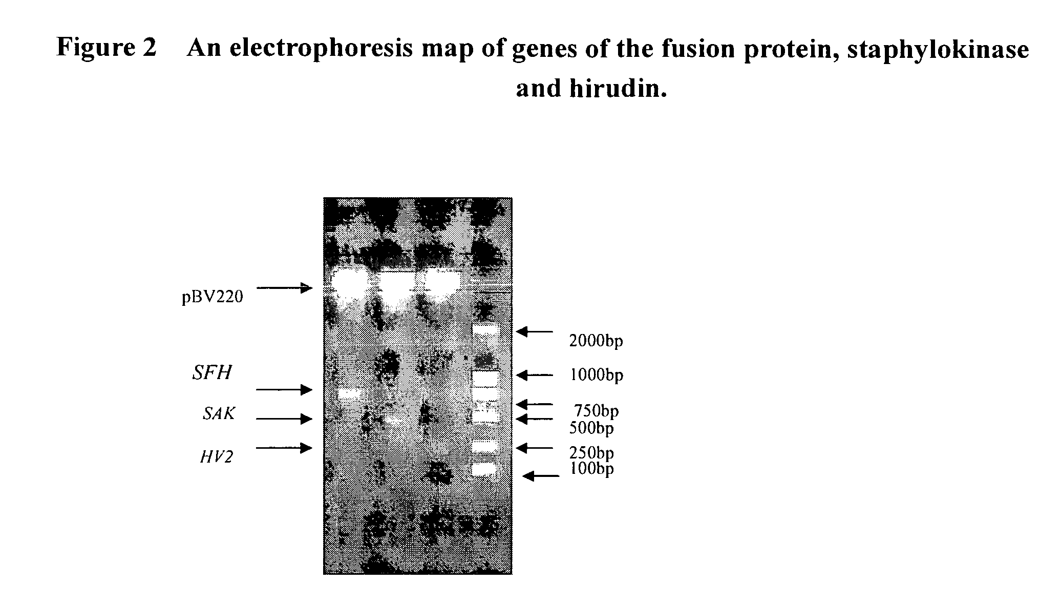 Bifunctional fusion protein with thrombolytic and anticoagulant activities and uses thereof