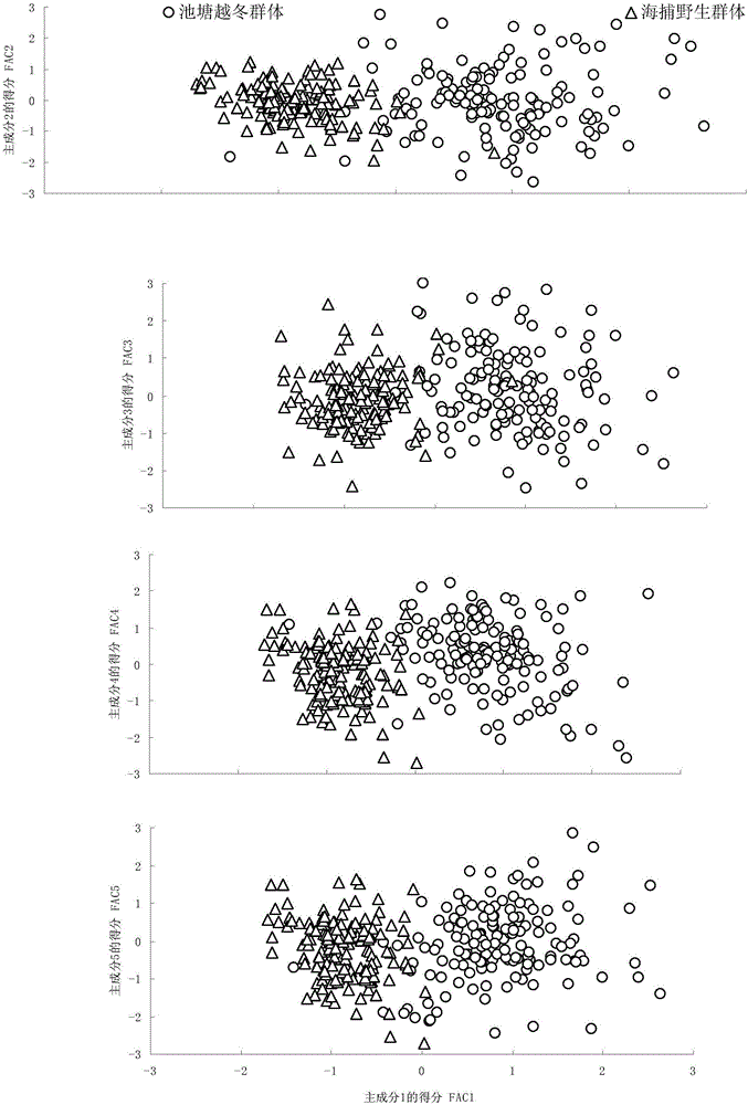 A method for optimizing the wild parents of autumn seedlings of Penaeus japonicus and a method for obtaining the morphological model of the basic group