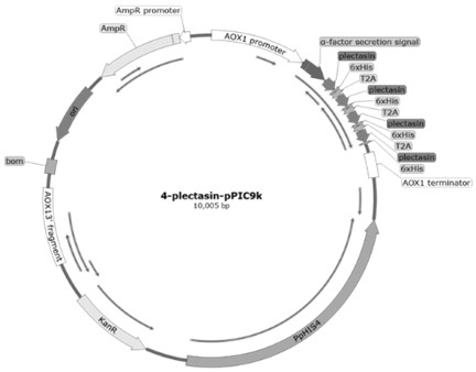 Recombinant engineering bacterium capable of efficiently expressing plectasin and application of recombinant engineering bacterium