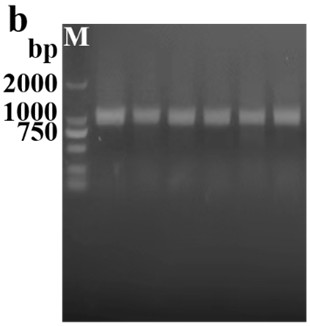 Recombinant engineering bacterium capable of efficiently expressing plectasin and application of recombinant engineering bacterium